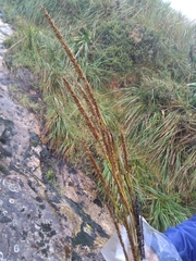 Chusquea tessellata