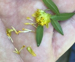 Bidens discoidea