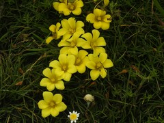 Moraea fugacissima