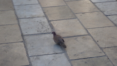 Streptopelia senegalensis