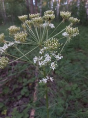 Pleurospermum uralense