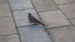 Streptopelia senegalensis