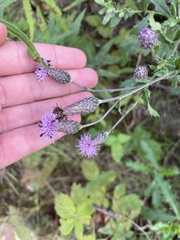 Cirsium arvense