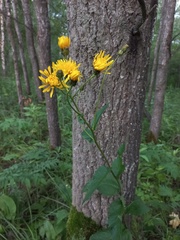 Crepis sibirica
