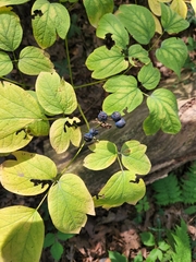 Caulophyllum thalictroides