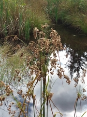 Scirpus cyperinus