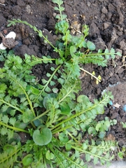 Lepidium didymum