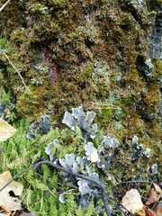 Peltigera polydactylon