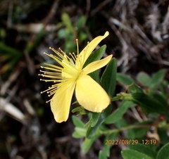 Hypericum nagasawae