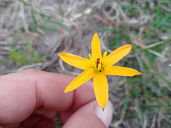 Pauridia linearis