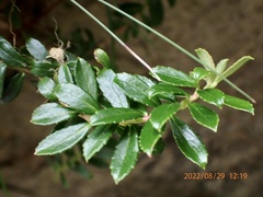Hypericum nagasawae