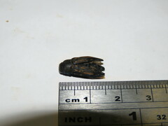 Astraeus aberrans