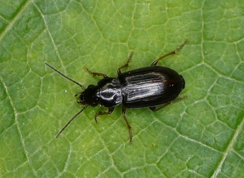 Representative image of Acupalpus brunnipes