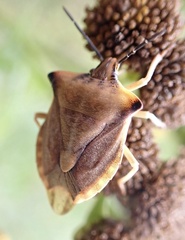 Carpocoris fuscispinus