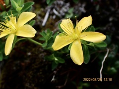 Hypericum nagasawae