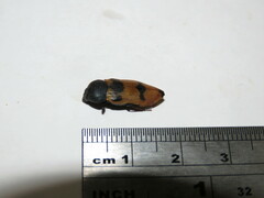 Castiarina alexandri