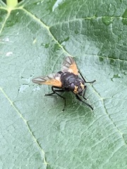 Mesembrina meridiana