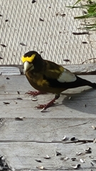 Coccothraustes vespertinus