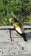 Coccothraustes vespertinus