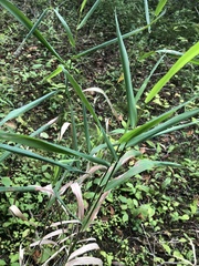 Phalaris arundinacea