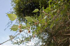 Rubus taitoensis