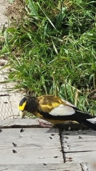 Coccothraustes vespertinus