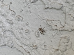 Menemerus semilimbatus