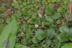 Fragaria hayatae