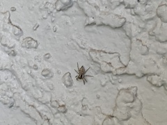 Menemerus semilimbatus