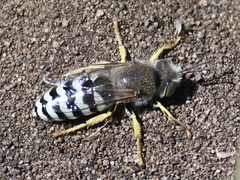 Bembix americana comata