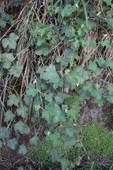 Rubus formosensis