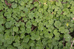 Hydrocotyle nepalensis