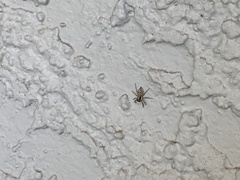 Menemerus semilimbatus