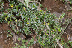 Prinsepia scandens