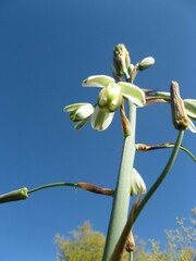 Albuca