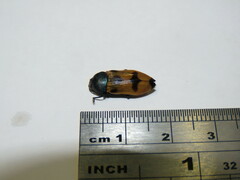 Castiarina alexandri