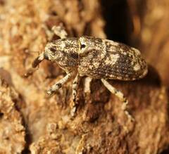Gasterocercus depressirostris