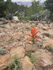 Castilleja integra