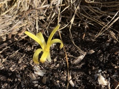 Sternbergia colchiciflora