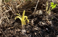 Sternbergia colchiciflora