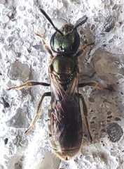 Hymenoptera