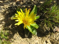 Ruschieae