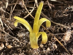 Sternbergia colchiciflora