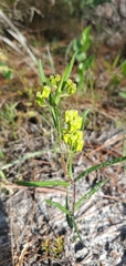 Asclepias pedicellata