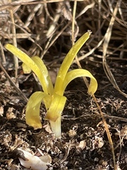 Sternbergia colchiciflora