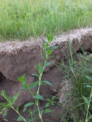 Polygonum aviculare