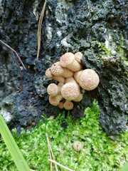 Armillaria borealis