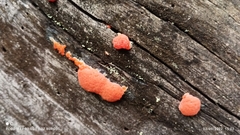 Tubifera ferruginosa