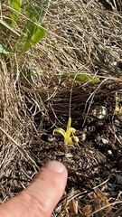 Sternbergia colchiciflora