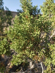 Juniperus osteosperma